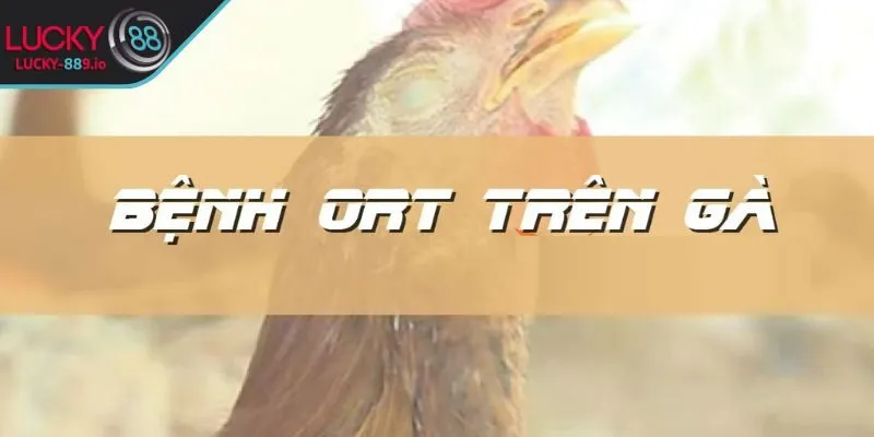 Bệnh ORT trên gà tác hại nguy hiểm