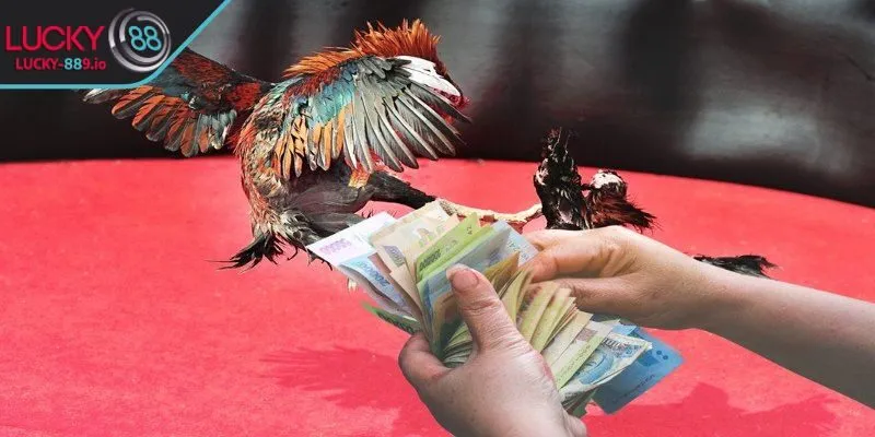Hướng dẫn chấp tiền gà chọi được hiểu là gì?
