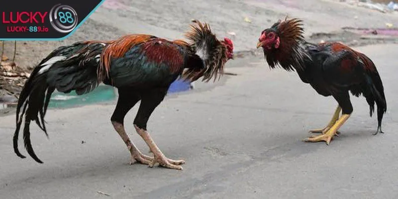 Các điểm cần lưu ý quan trọng