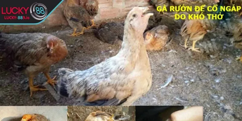 Tìm hiểu các biểu hiện bệnh