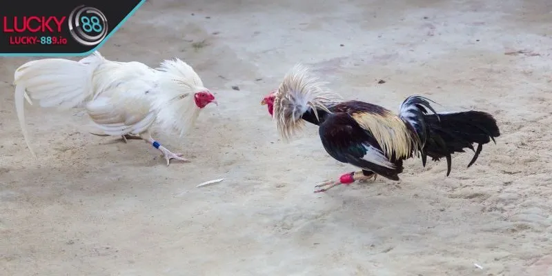 Hướng dẫn chấp tiền gà chọi trong đá gà